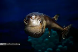 متحف برديسان للتنوع البيولوجي ، طهران