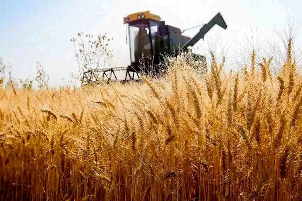 آغاز ثبت سفارش واردات گندم دامی و صنف و صنعت از فردا