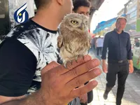 از جغد مینیاتوری تا میمون بندانگشتی در بازار سیاه