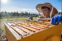 عفونت ویروسی عامل پنهان ضعف کندوها