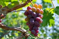 میوه پیشنهادی پژوهشگران