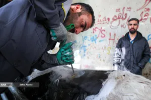 خودکفایی در تولید شیر