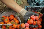 Persimmon harvest from Soulqan orchards in Kan district of Tehran happens in the season of fall, from the last days of October until the early days of January, depending on the weather conditions of the region.