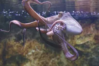 خون هشت‌پا آبی است!