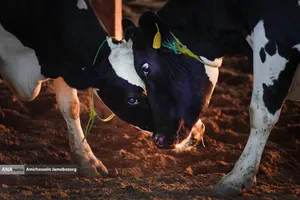 رفع محرومیت با تولید ملی - گاوداری