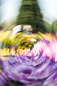 گل های داوودی