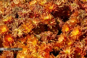 گل های داوودی