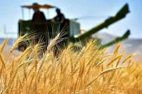خرید تضمینی گندم از ۵.۵ میلیون تن گذشت/ پرداخت مطالبات گندمکاران شتاب می‌گیرد