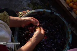 خُرو؛ پایتخت آلوی ایران