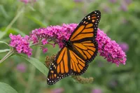 داستان پروانه‌ای که نجاتش وایرال شد