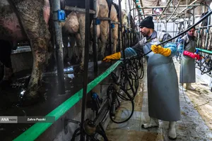 خودکفایی در تولید شیر