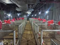 از انبار خاک‌خورده تا مرکز تولیدی ۷۰ باکس تحقیقاتی؛ مجتمع مرغداری یاسوج با ظرفیت ۵ هزار قطعه جوجه گوشتی کلید خورد + فیلم و عکس