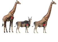 راز شگفت‌انگیز بلند بودن پا‌های زرافه