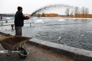 برداشت شب یلدایی ماهی قزل آلا