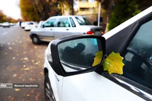 آخر أيام الخريف في تبريز خلال الخريف ، تفقد العديد من النباتات أوراقها