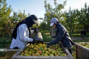 توانمندی اقتصادی برای رفع محرومیت - باغ گلابی