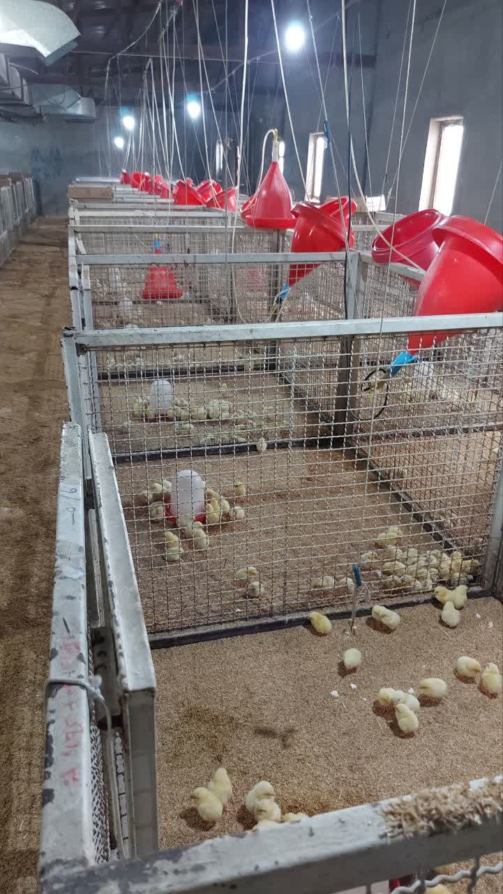 فیلم و عکس| از انبار خاک‌خورده تا مرکز تولیدی ۷۰ باکس تحقیقاتی؛ مجتمع مرغداری یاسوج با ظرفیت ۵ هزار قطعه جوجه گوشتی کلید خورد