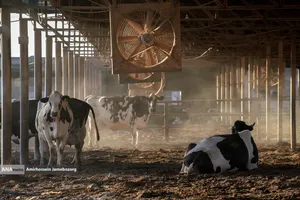 رفع محرومیت با تولید ملی - گاوداری