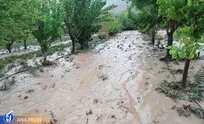 آسیب دیدگی ۱۰۰ درصد محصول برنج در مشگین‌شهر