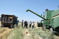 آغاز برداشت گندم از مزرعه تحقیقاتی دانشگاه آزاد اسلامی واحد خوی