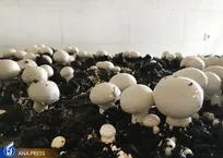 تقویت احساس کارآمدی دانشجویان با راه‌اندازی کارگاه تولید قارچ