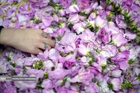 جشنواره گلاب و گلابگیری در پارک پرواز