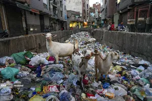 بزها به دنبال غذا در کانالی پر از زباله های پلاستیکی در دهلی نو، هند