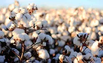 کاهش ۲۲ درصدی سطح زیر کشت پنبه در کشور/ تمرکز بر ارقام مقاوم به خشکی در سال ۱۴۰۴