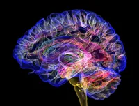 آیا مغز ما خودش را می‌خورد؟