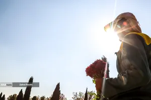 گل های داوودی