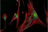 زامبی‌های بدن انسان، نگهبان یا تخریب‌گر