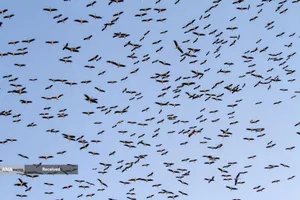 لک لک ها مهاجر در تالابی نزدیک روستای چاووش، قونیه ترکیه