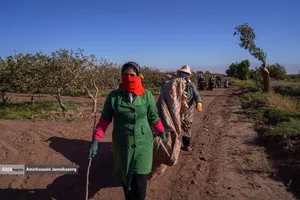 تولید برای محرومیت زدایی - باغ پسته