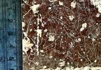 کشف سنگ نگاره زیبای «بزرگ زاده ساسانی» در مرودشت فارس