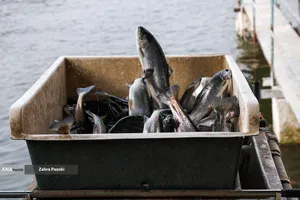 برداشت شب یلدایی ماهی قزل آلا