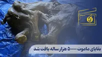 بقایای ماموت 50000 هزار ساله یافت شد