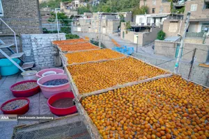 خُرو؛ پایتخت آلوی ایران