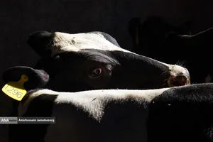 رفع محرومیت با تولید ملی - گاوداری