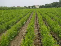 ایجاد نهالستان با کاشت ۱۴ رقم بذر توسط سرای نوآوری صنایع تبدیلی + فیلم