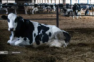 خودکفایی در تولید شیر