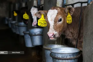 خودکفایی در تولید شیر