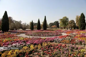 گل های داوودی