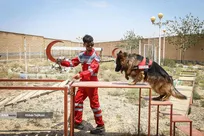 نقش موثر سگ‌های زنده‌یاب در جنگ تحمیلی ۱۲ روزه