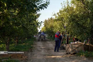 توانمندی اقتصادی برای رفع محرومیت - باغ گلابی