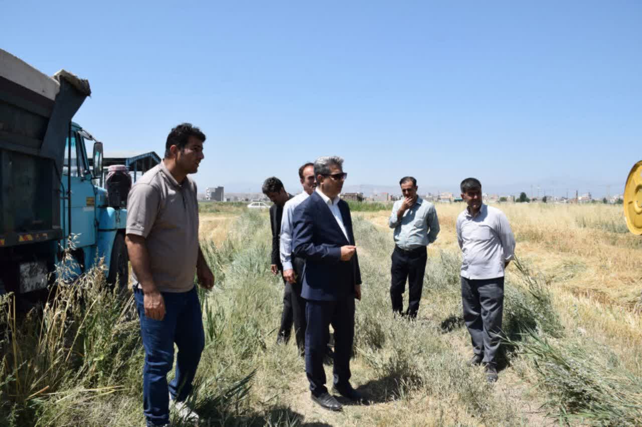 آغاز برداشت گندم از مزرعه تحقیقاتی دانشگاه آزاد اسلامی واحد خوی/ عملیات برداشت تخم آفتابگردان در روز‌های آینده