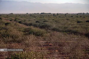 تولید برای محرومیت زدایی - باغ پسته