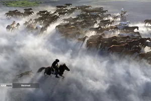 حرکت گله اسب&zwnj;های وحشی در دامنه&zwnj;های کوه Erciyes در ترکیه