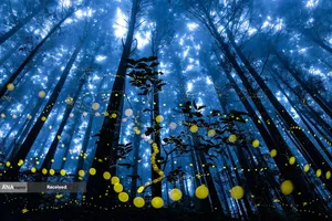 جنگل در حومه شهر ووفنگ، هسینچو، تایوان