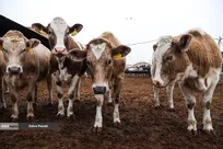 خودکفایی در تولید شیر