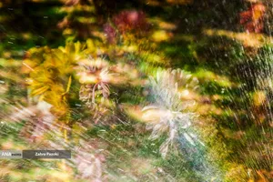 گل های داوودی